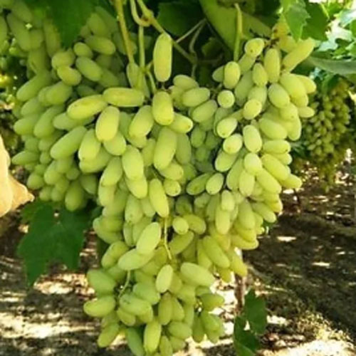 Grapes